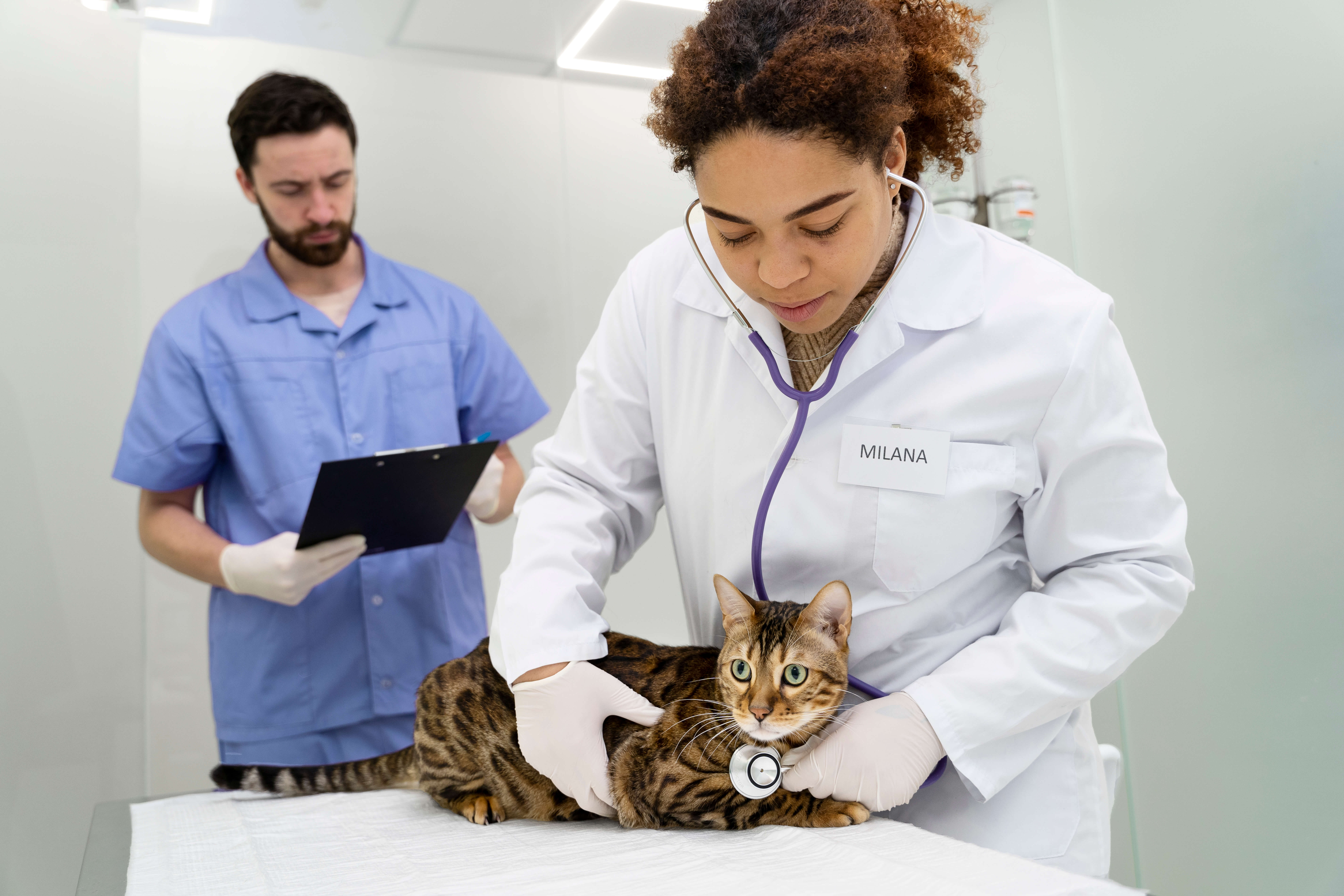 Como Montar um Plano de Ação para Crescimento na Carreira Veterinária | Passo a Passo