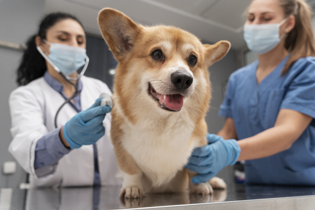 Como construir um plano de carreira veterinário de forma estratégica e intencional em 2026